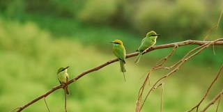 Planète Vivante – Infléchir la courbe de la perte de la biodiversité