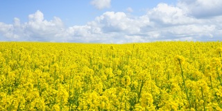 La situation mondiale de l’alimentation et de l’agriculture en 2020 : relever le défi de l’eau dans l’agriculture